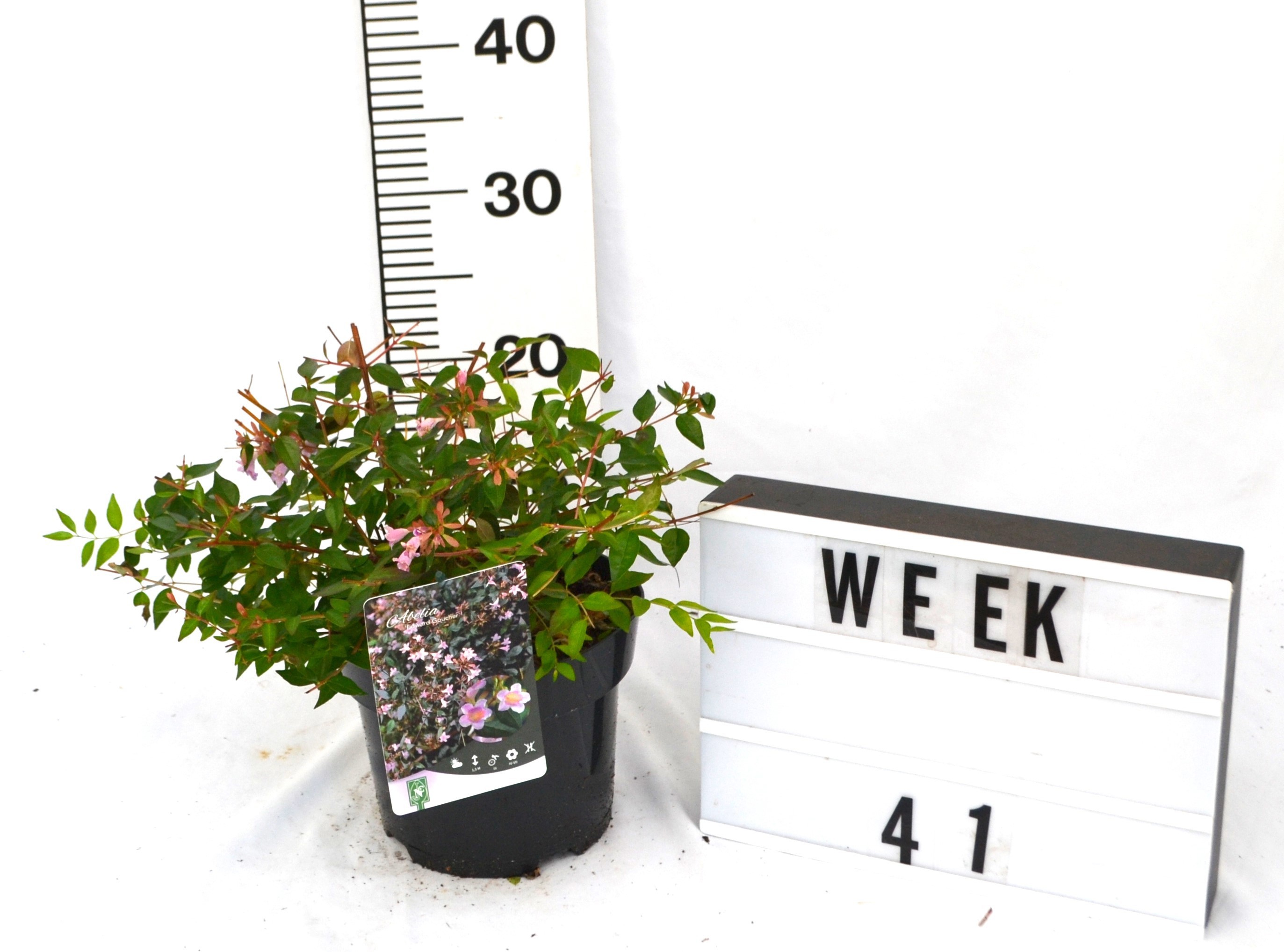 Abelia 'Edward Goucher'