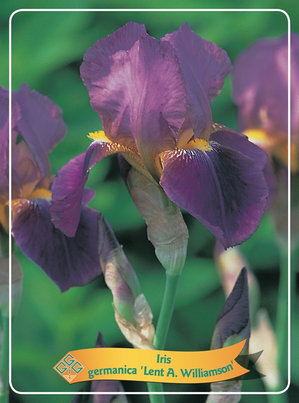 Picture of Iris germanica Mix 6x10 srt. per shelve P11