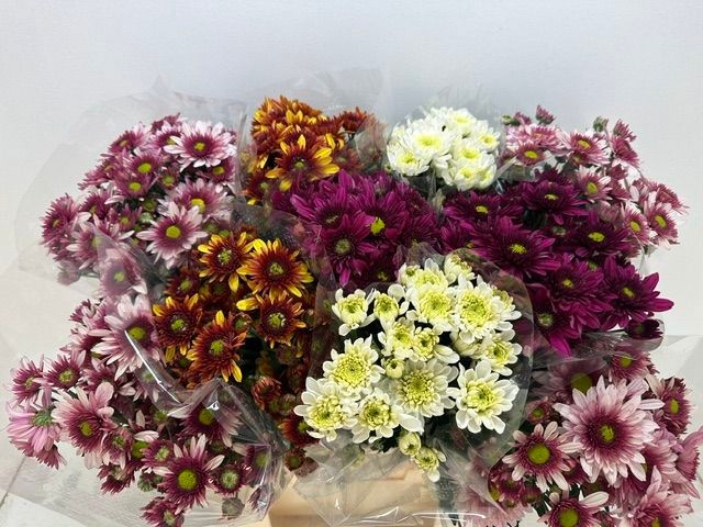 Chrysant Tbs Per Bnch 230gram