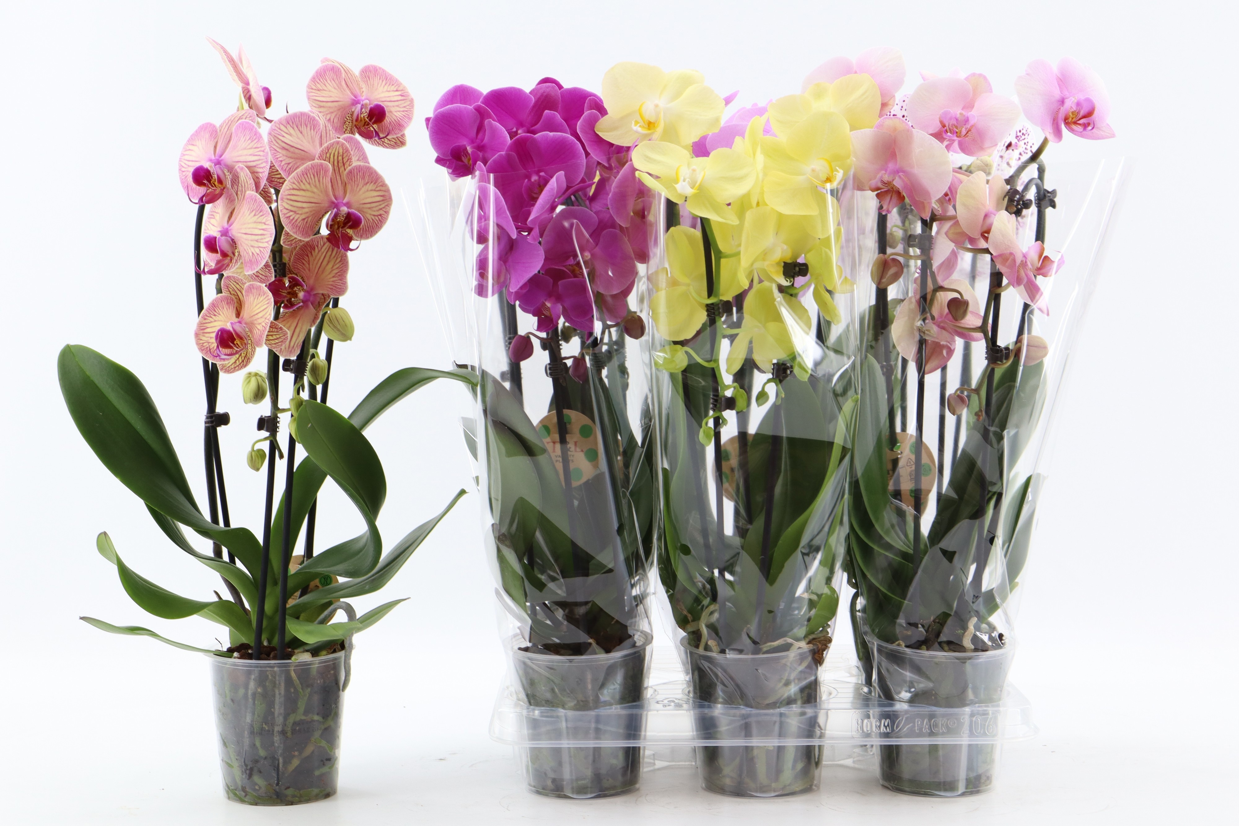 Phal El Cascade 12Ø 45cm