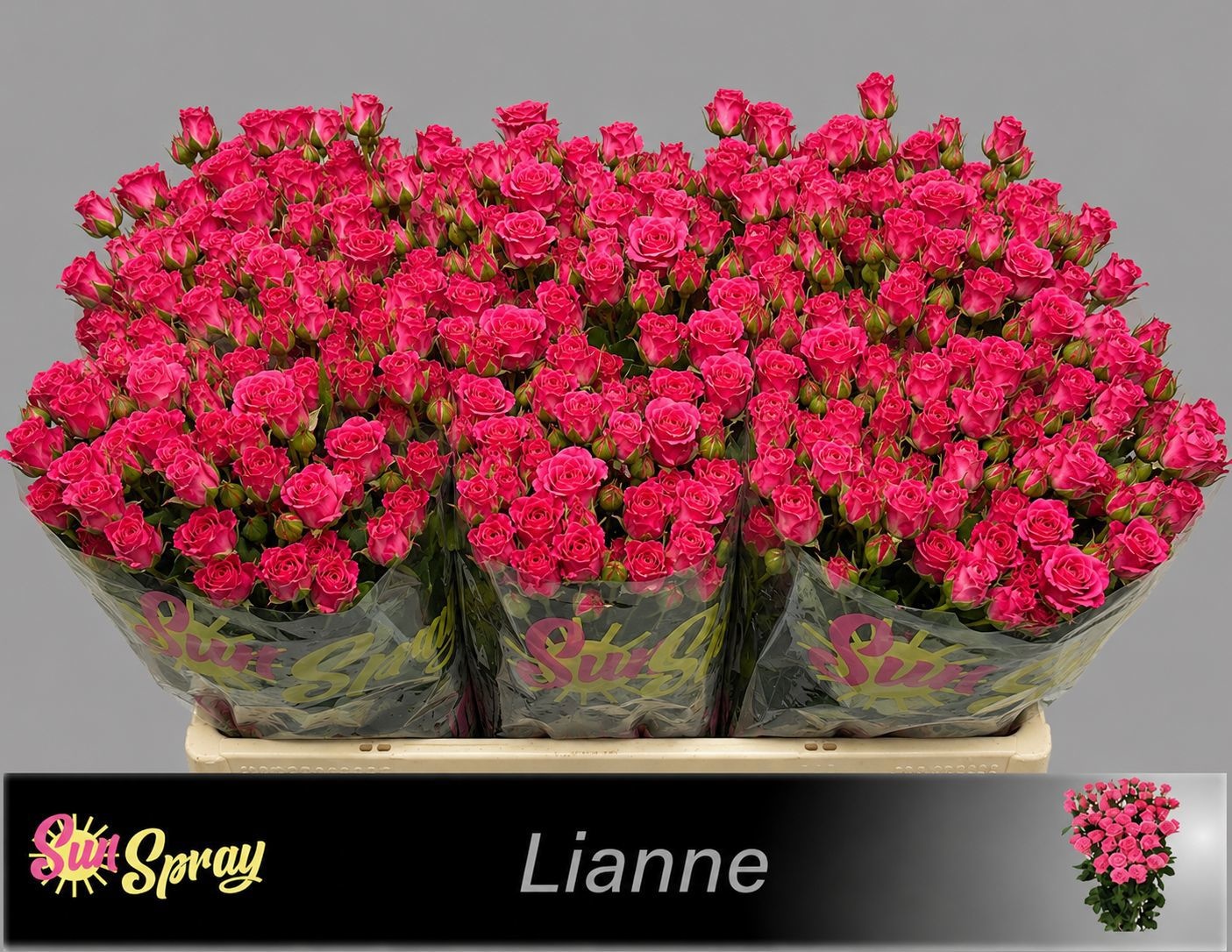 Rosa Spr Lianne 60cm