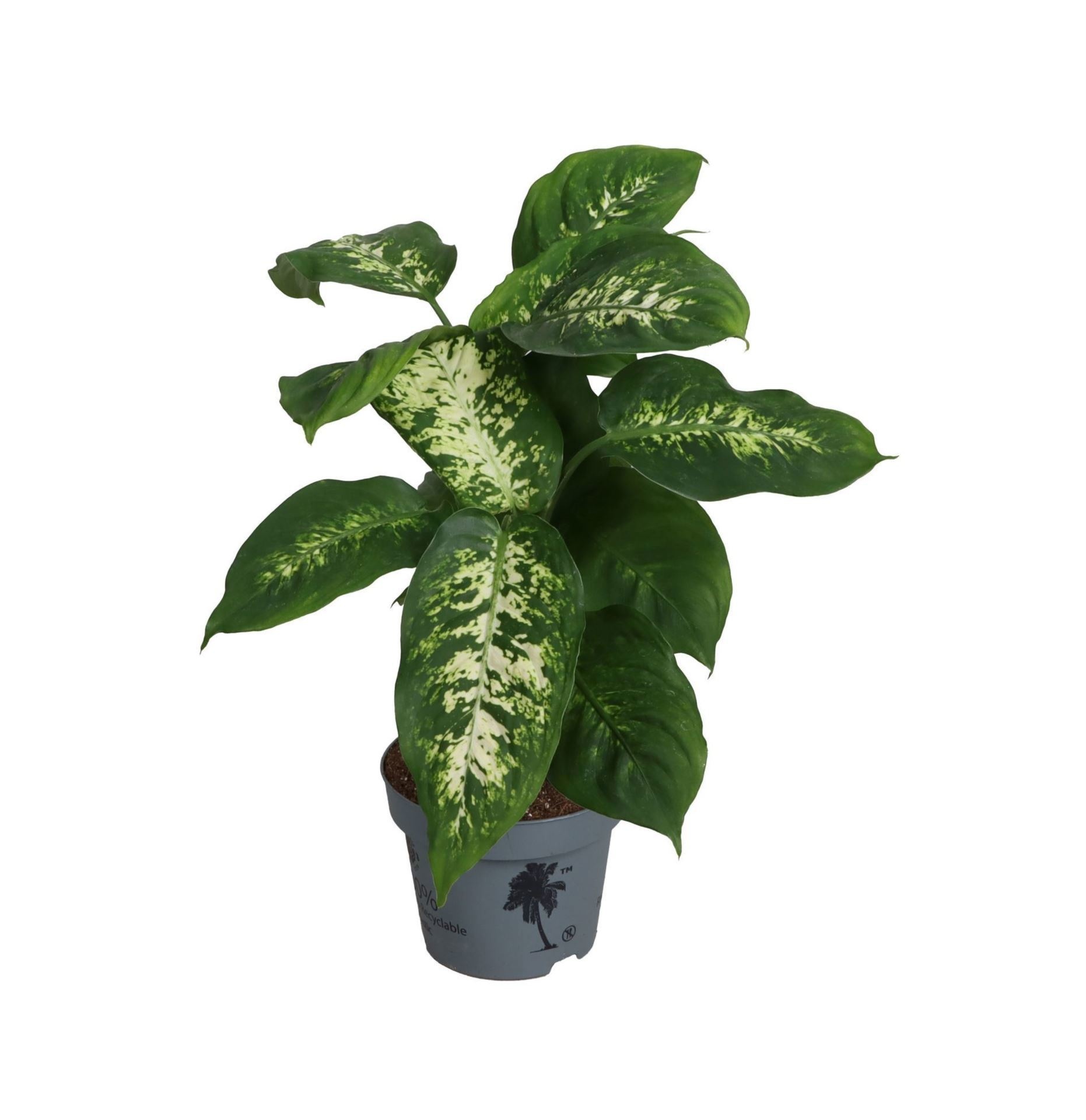 Dieffenbachia Maculata Compacta
