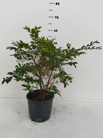 Myrciaria cauciflora
