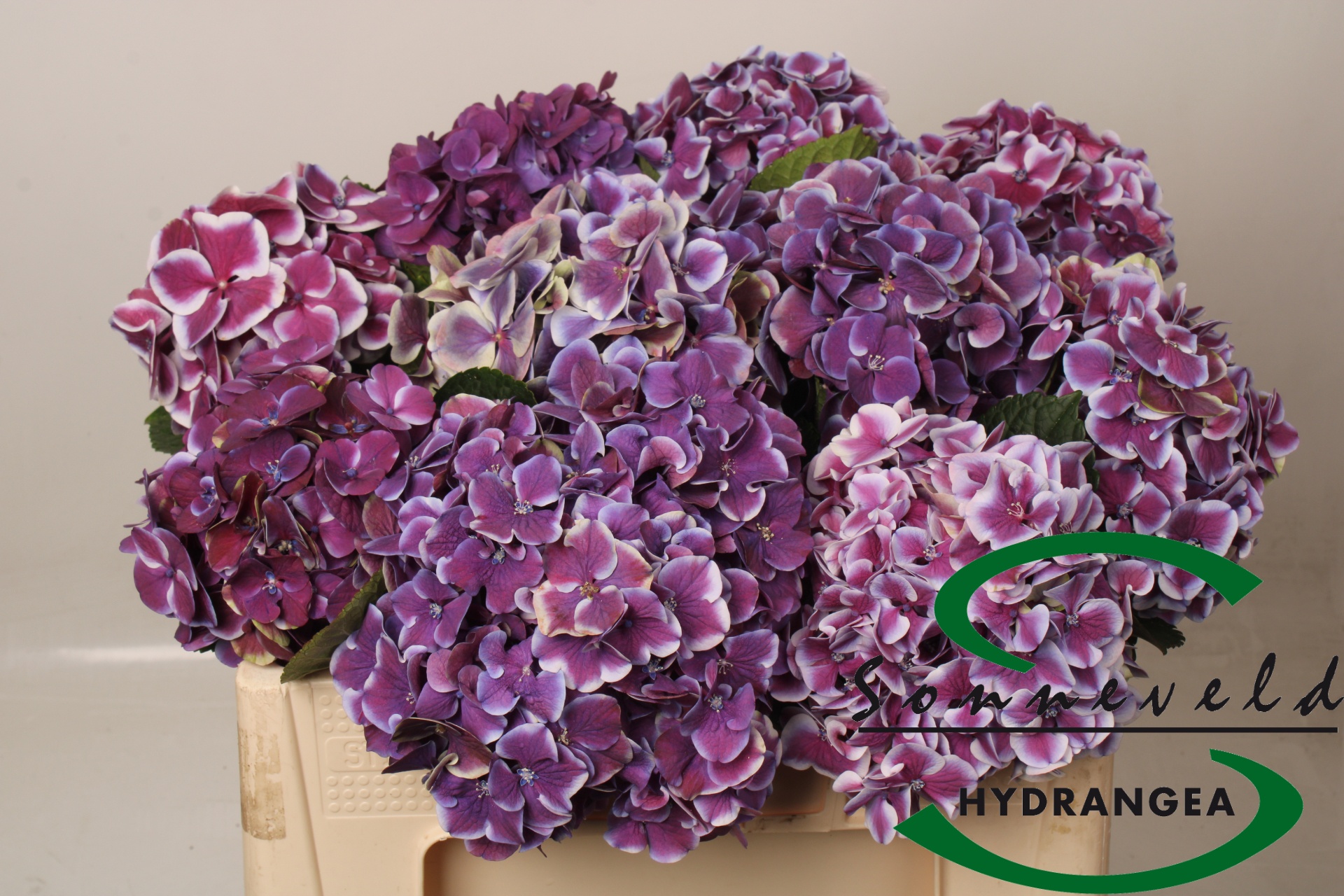 Hydrangea Red Harlequin Blue 50cm 17Ø