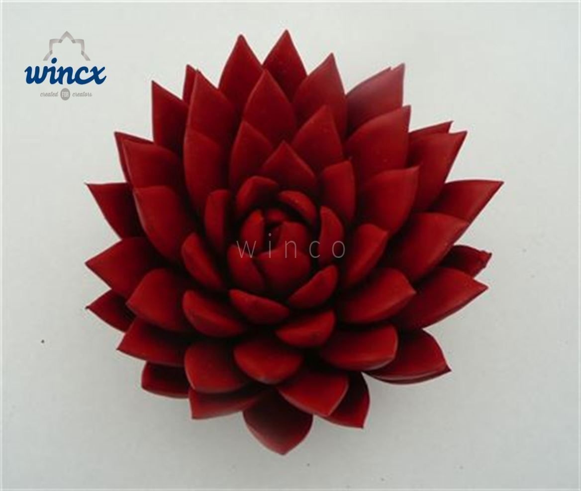 Echeveria Agavoides Paint Red Cutflower