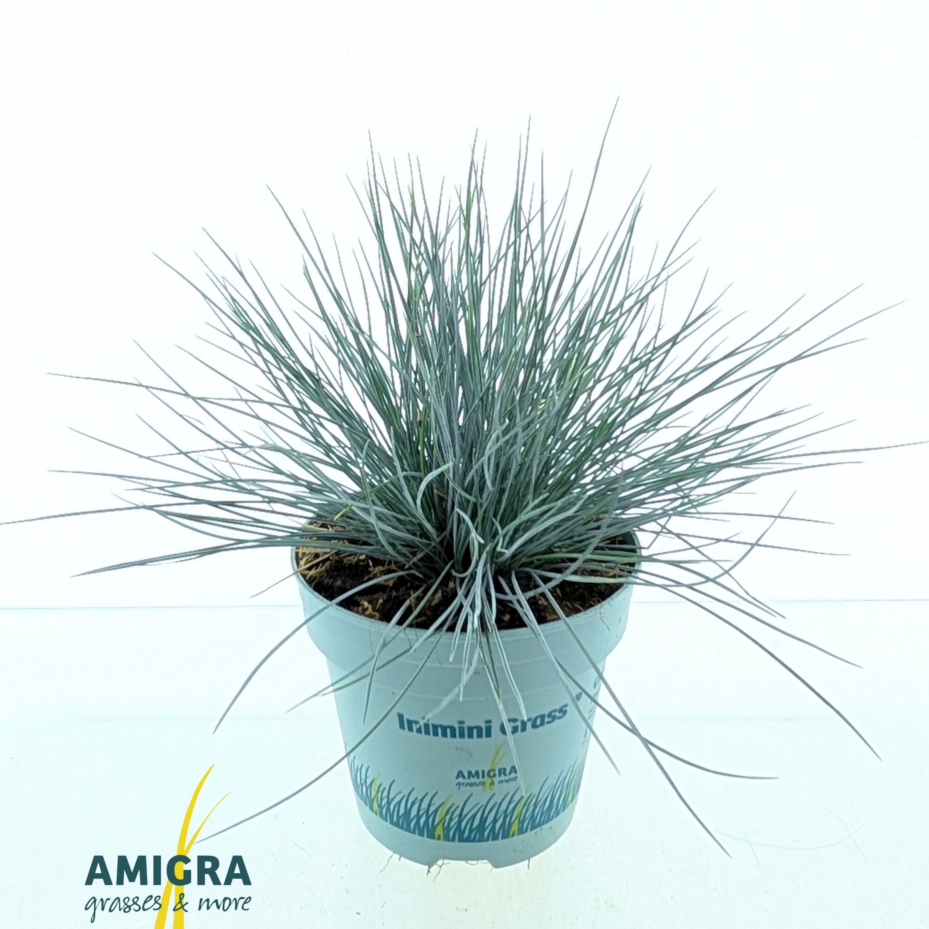 Picture of Festuca glauca CompactA Blue®