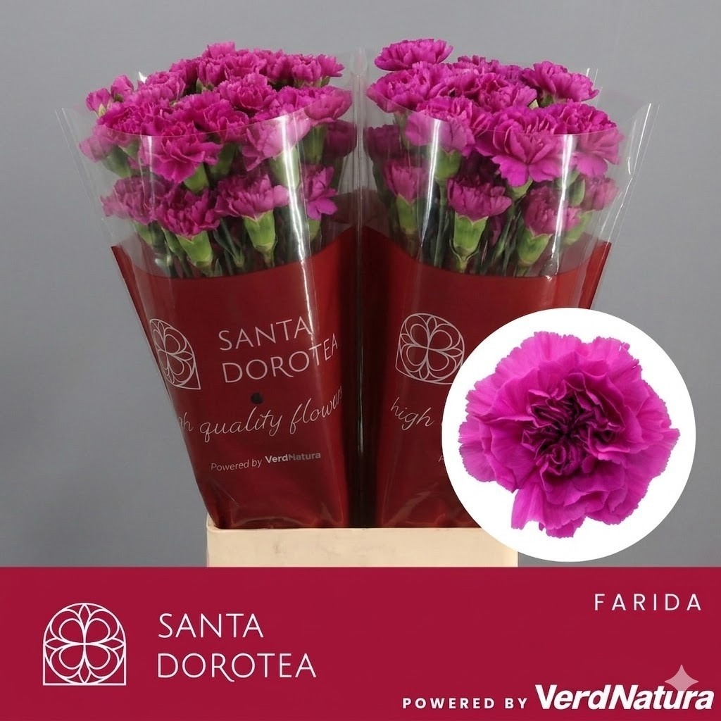Dianthus St Farida 60cm