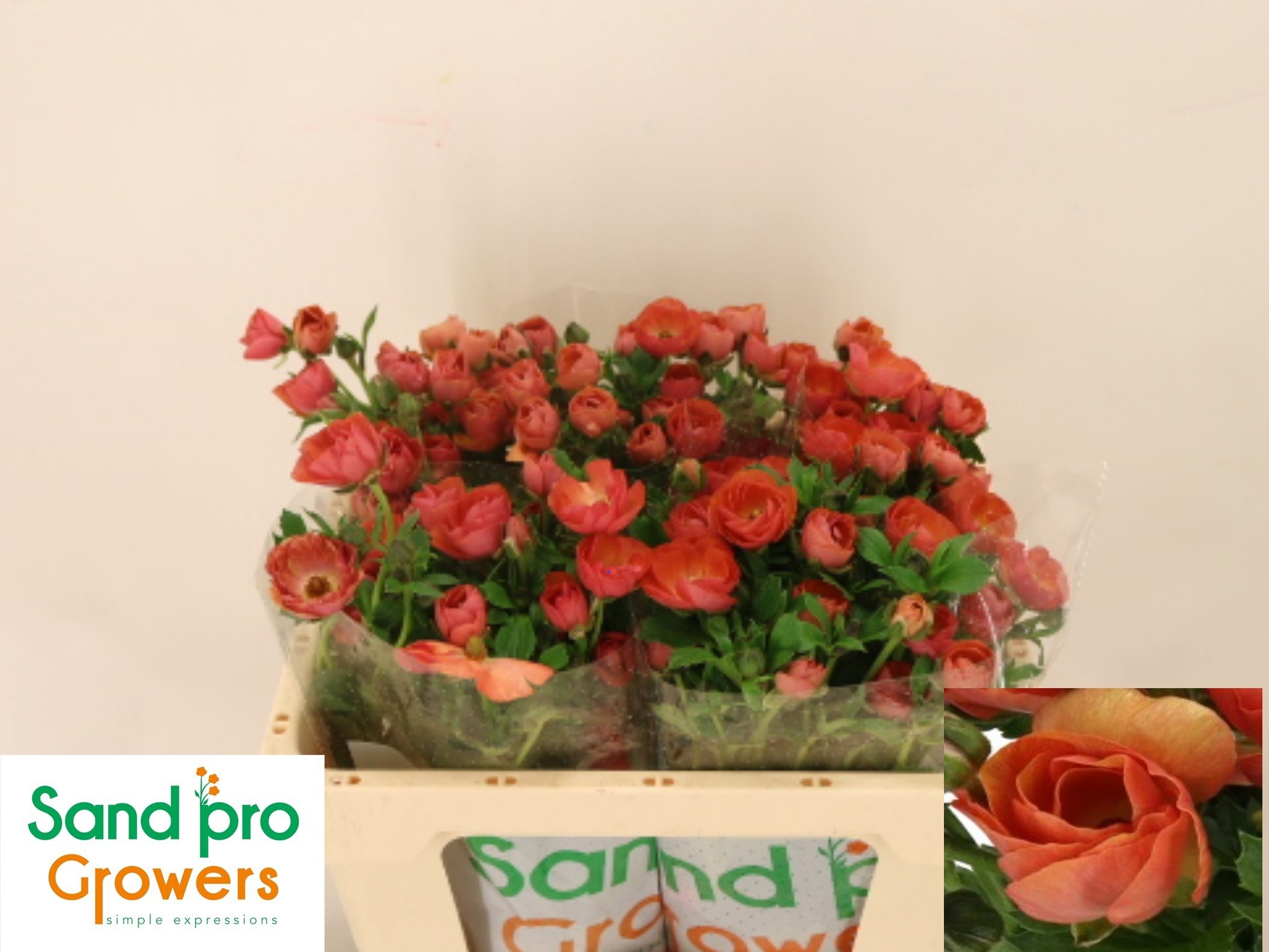 Ranunculus Magical Salmousse 50cm