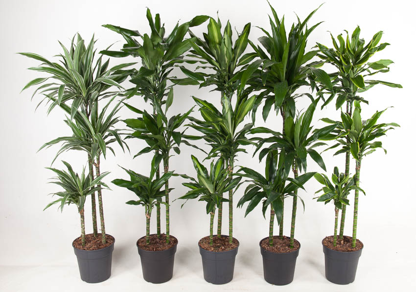 Picture of Dracaena 90-60-30 in varieties (MIXDR96315) P24 150CM (LOOSE)