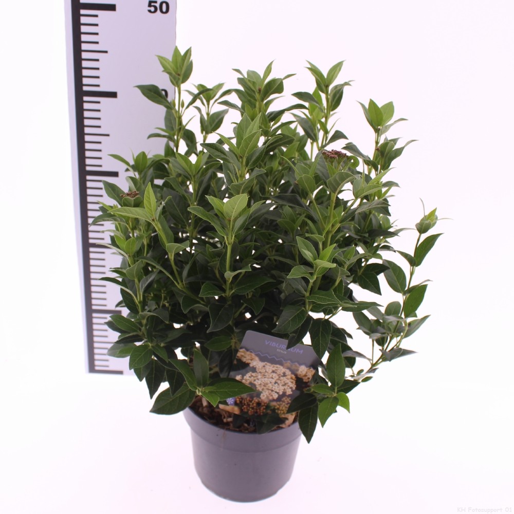 Picture of Viburnum tinus