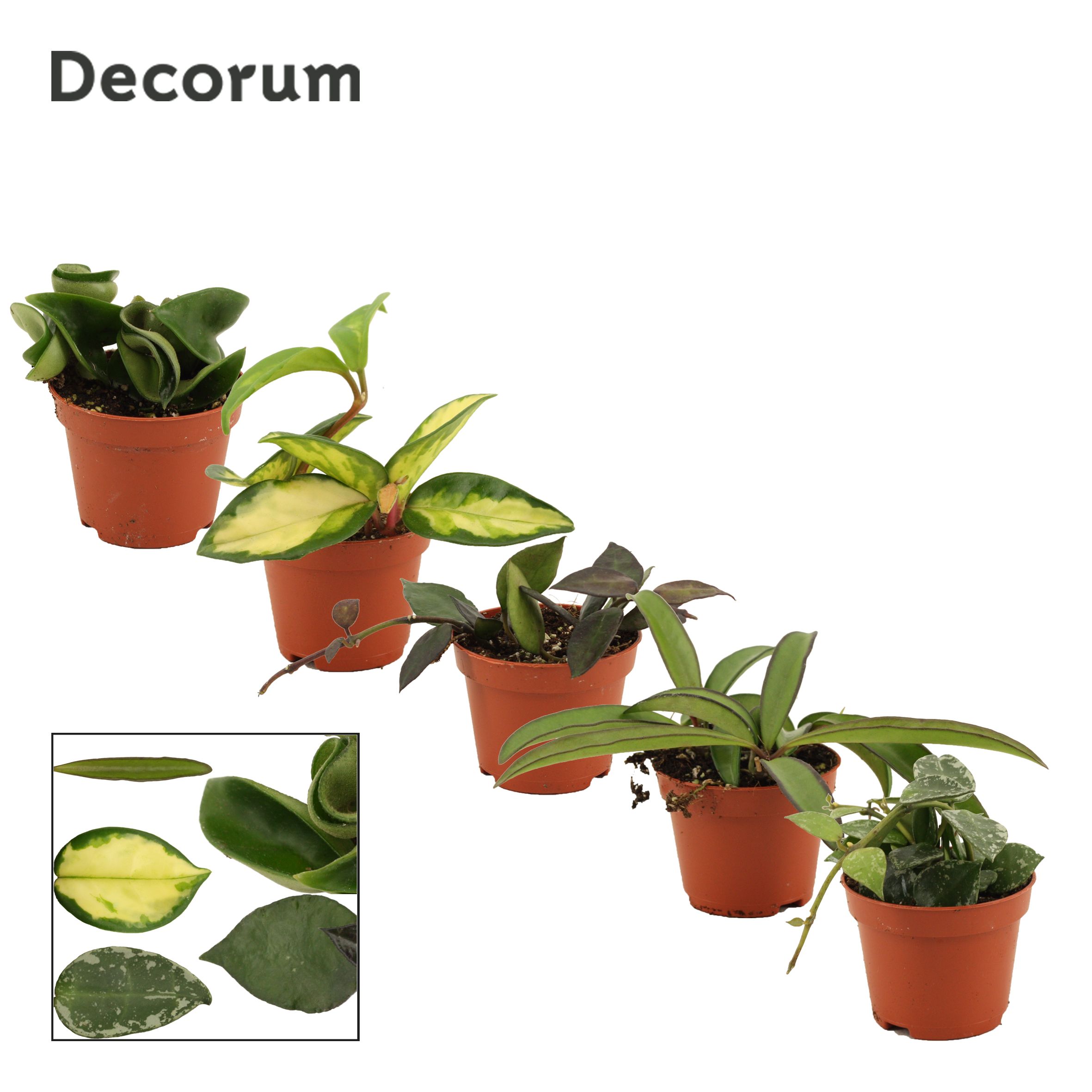 Hoya Mix (Decorum)