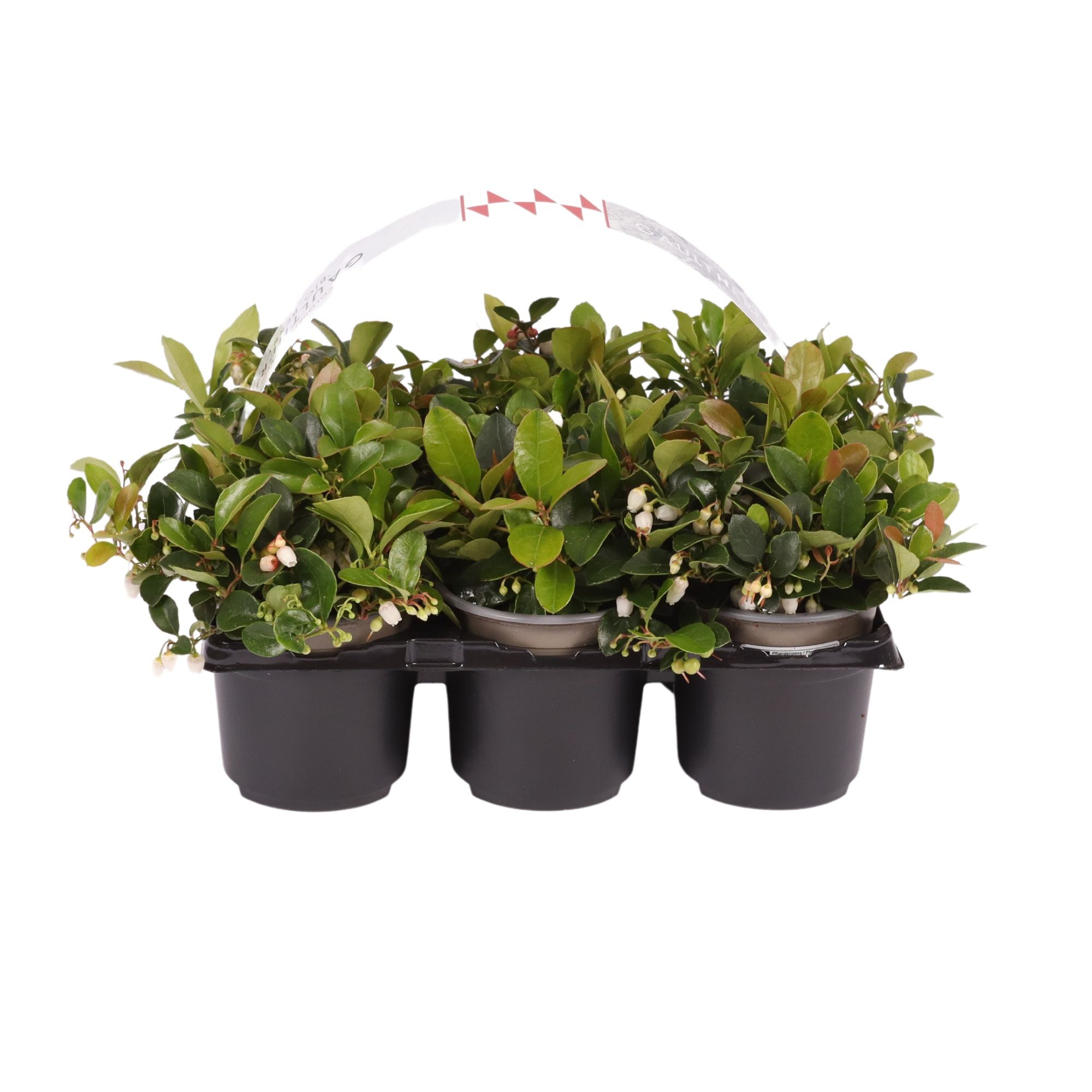 Picture of Gaultheria Big Berry 6-pack P9