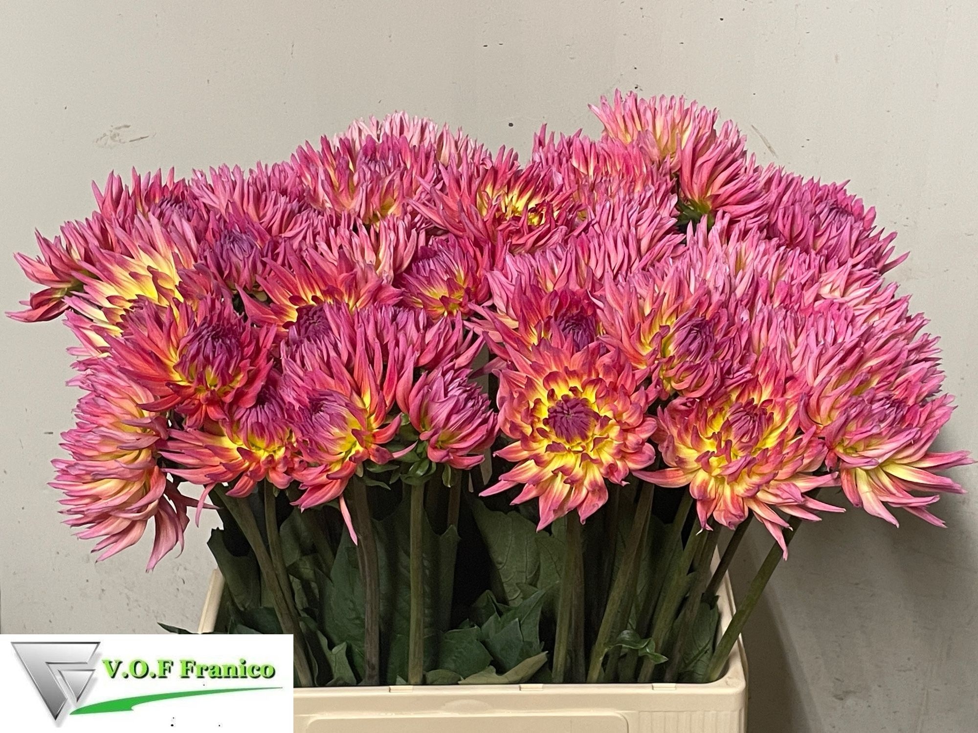 Dahlia Karma Sangria 50cm