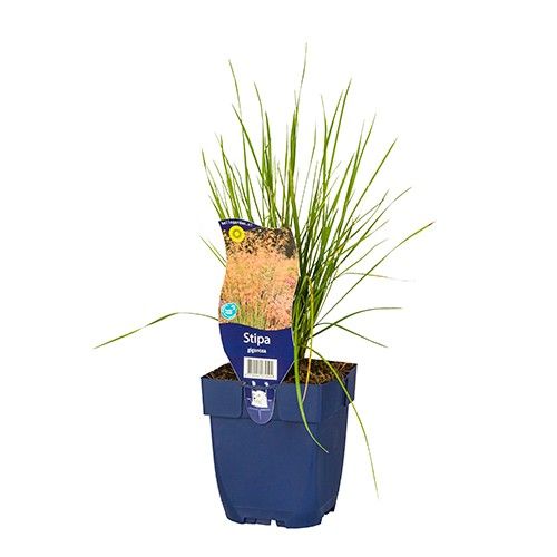 Stipa gigantea