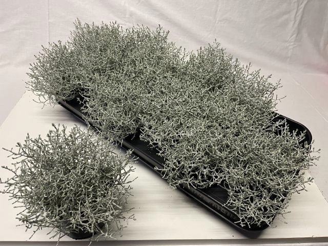 Leucoph Brownii 510P 17H