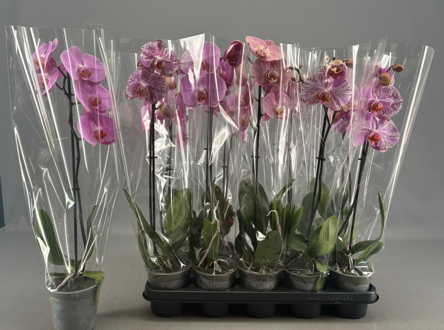 Phal Ov Roze 12Ø 65cm