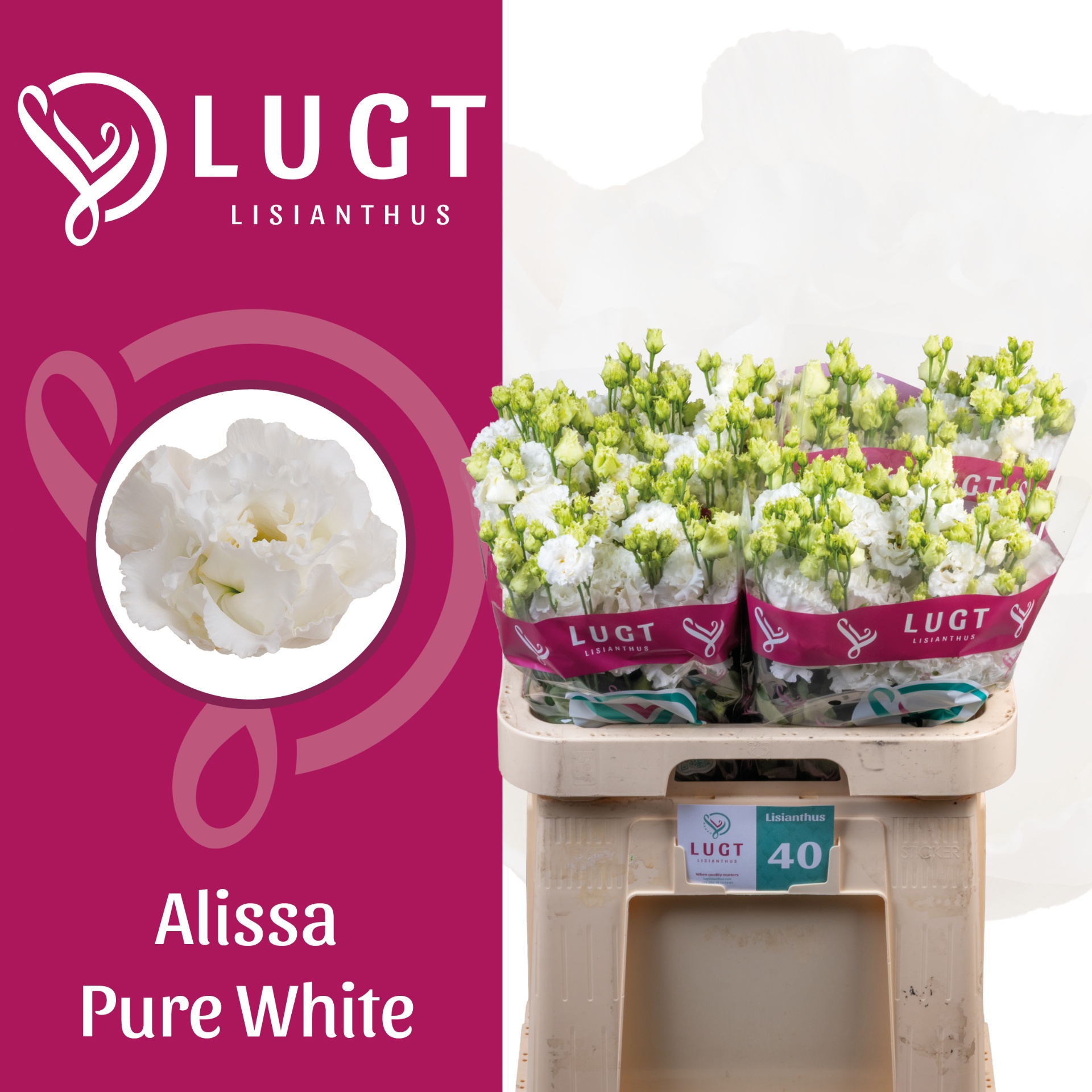 Eus G Alissa Pur Whi 70L.cm 55+knop 24bloei