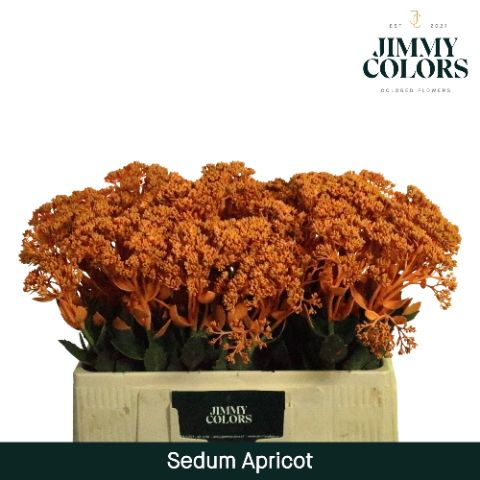 Sedum L55 Apricot