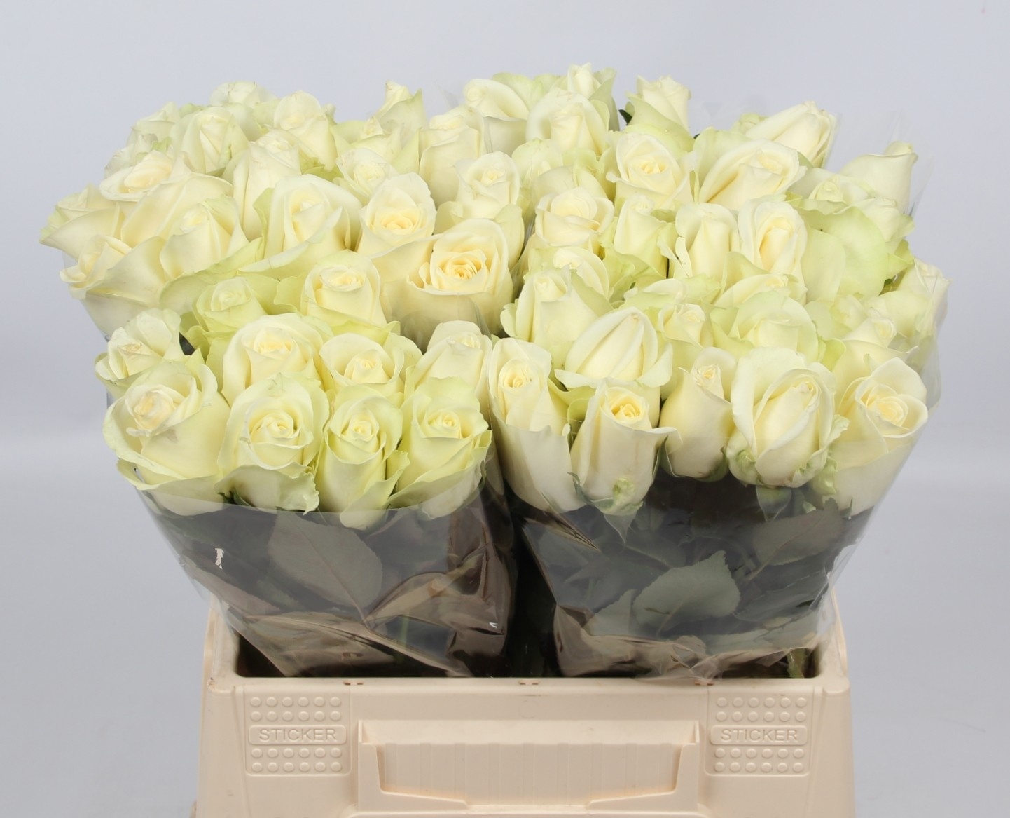 Rosa Snowstorm 40cm
