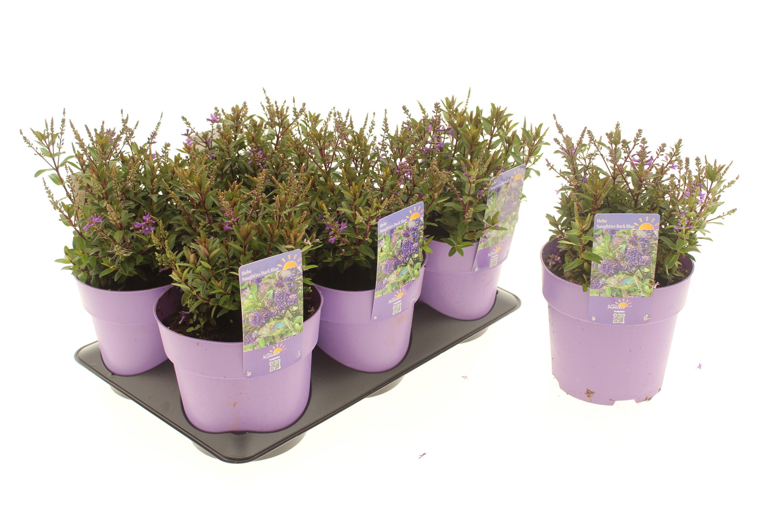 Hebe 'Naughties Dark Blue'