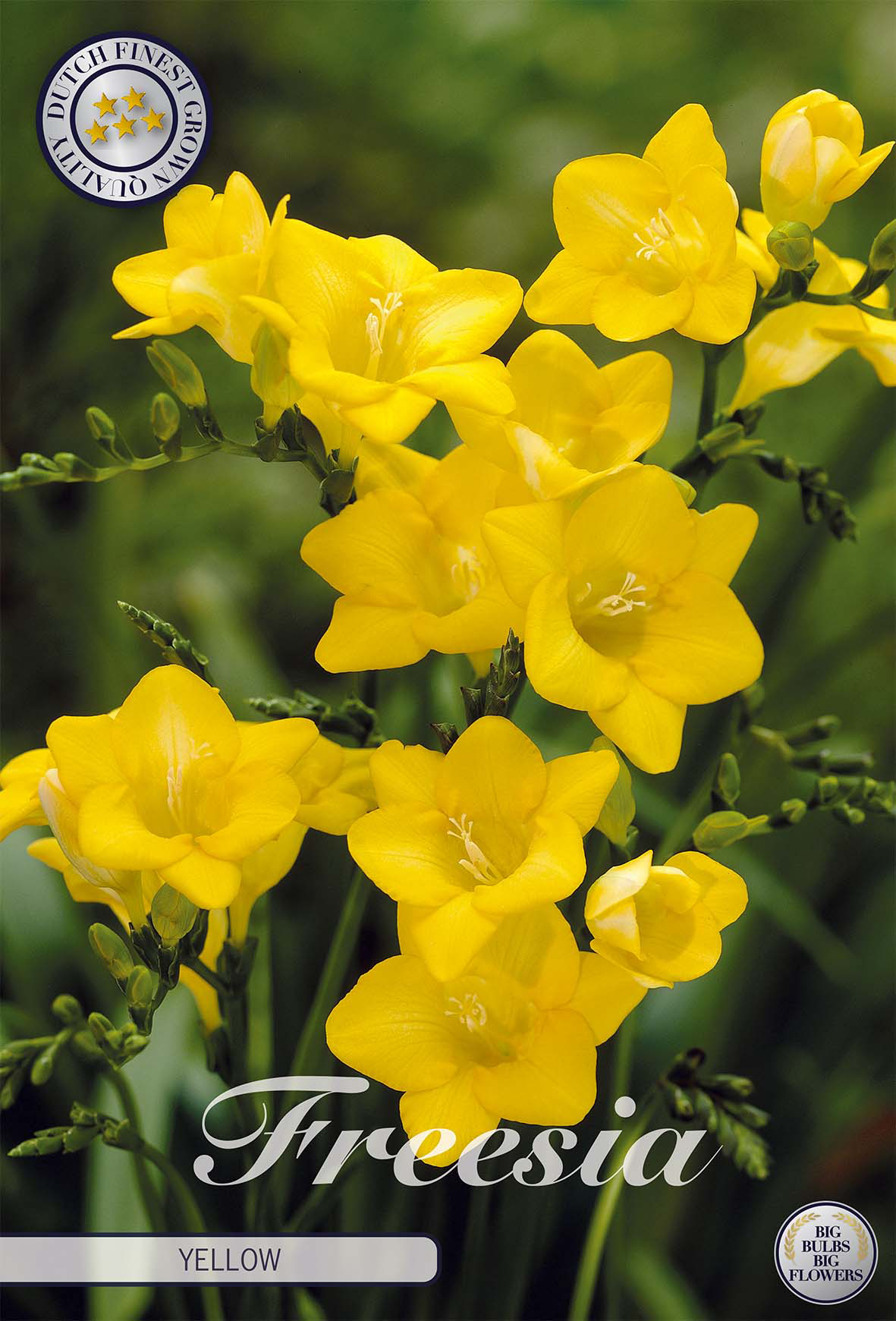 Freesia Single Yellow x15 5/6