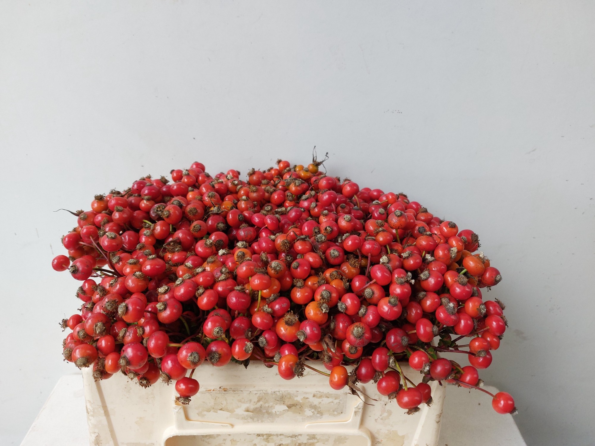 Rosehips Amazing Fantasy 30cm