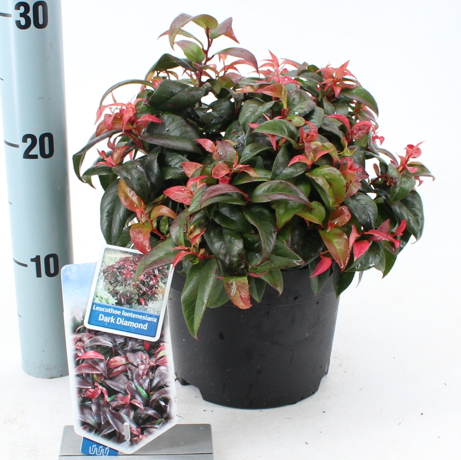 Picture of Leucothoe Dark Diamond P17 (2 Ltr)