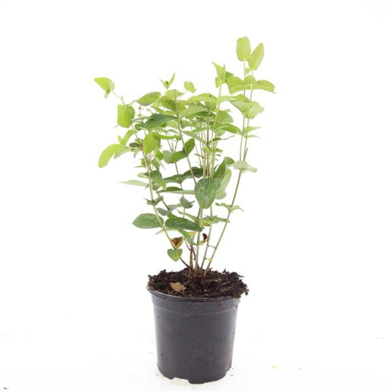 Hypericum inodorum 'Rheingold'