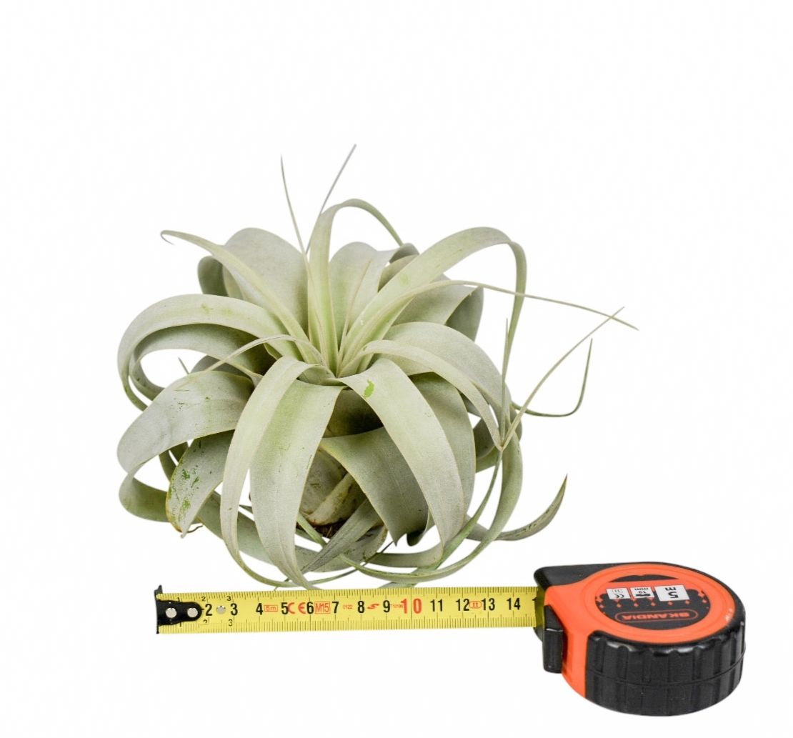 Tillandsia Xerograph 15P 15H 11bloei