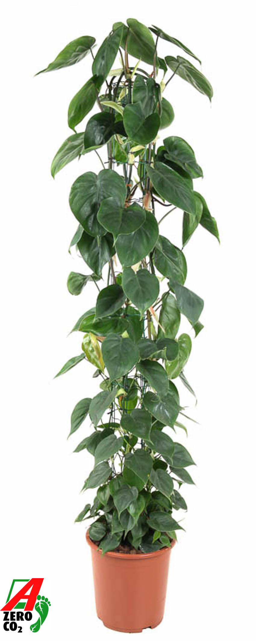 Picture of Philodendron Scandens column P27 160CM (LOOSE)