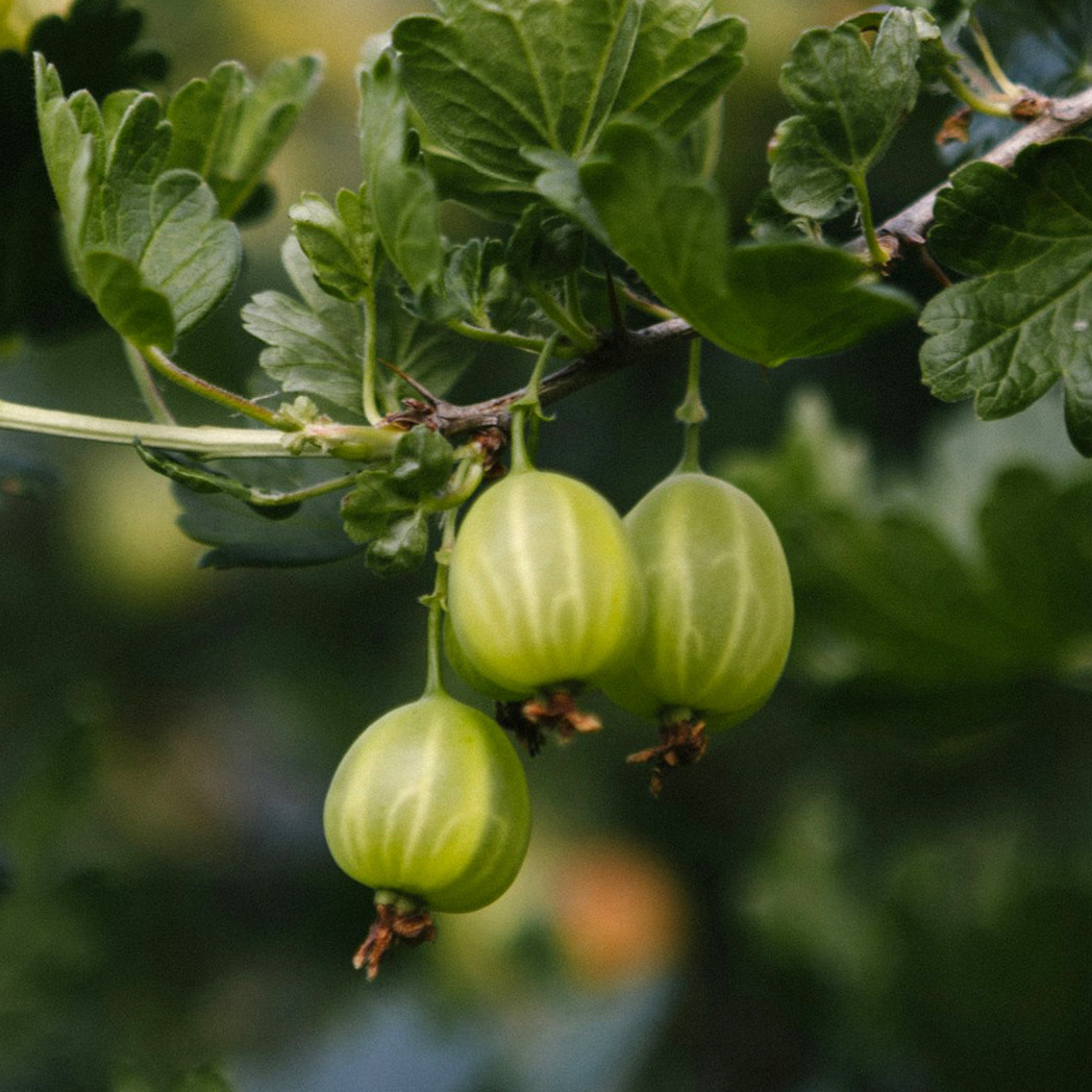 Ribes BIO Ribes uva-crispa 'Solemio' DE-ÖKO-006