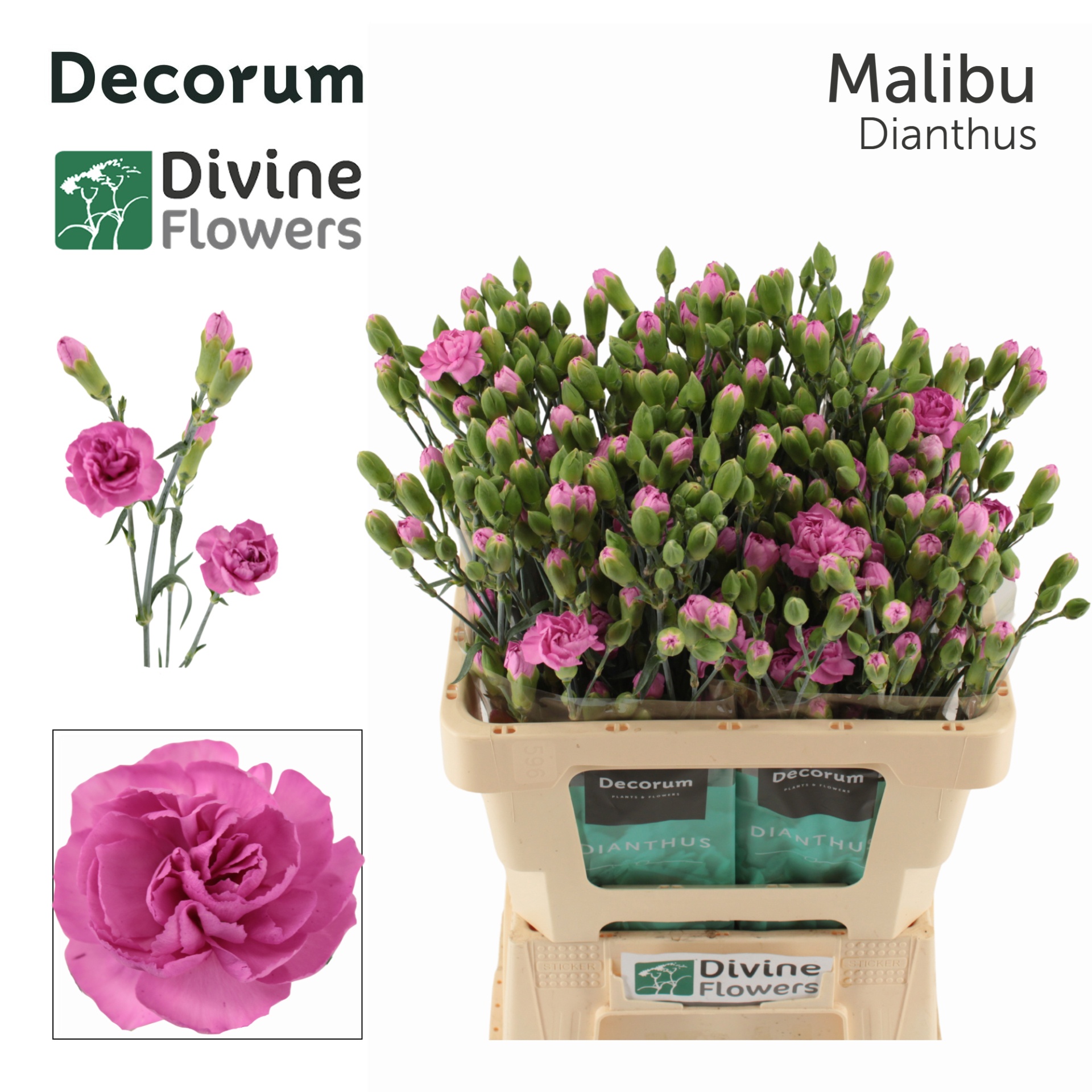 Dianthus Spr Malibu 60cm