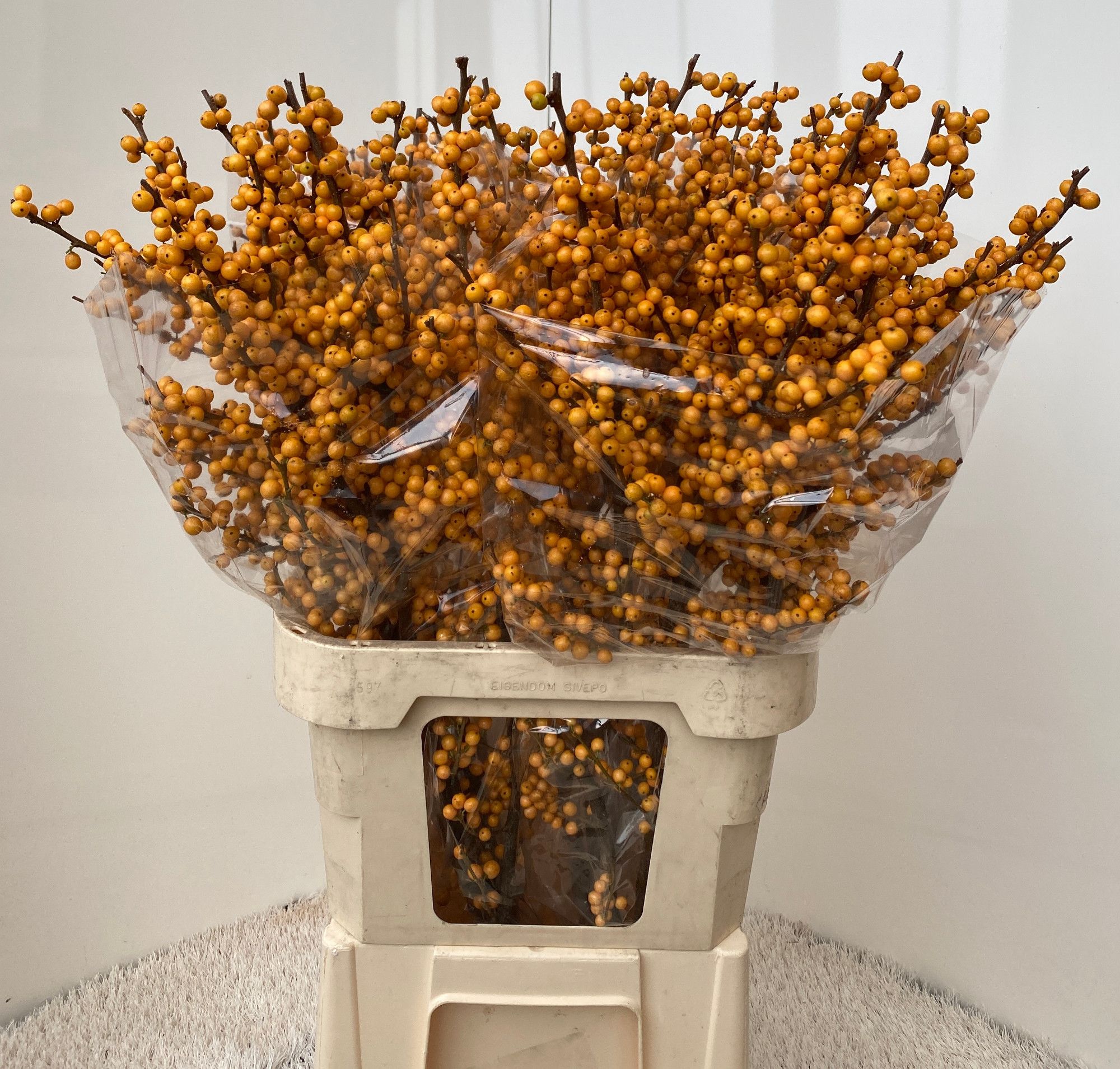 Ilex Golden Verboom 90cm