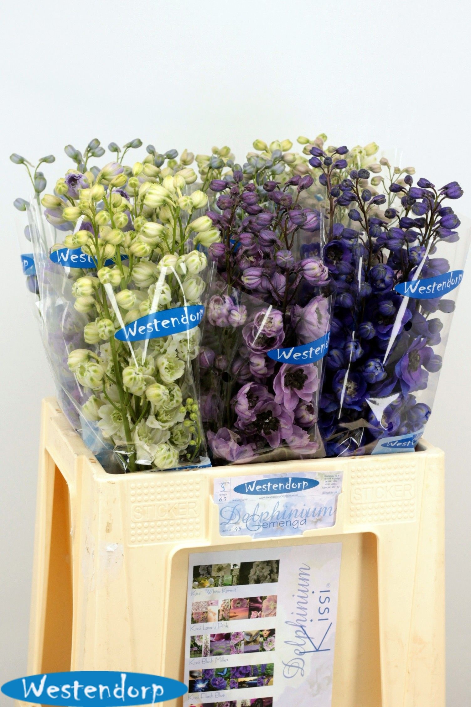 Delphinium El Mixed 60cm
