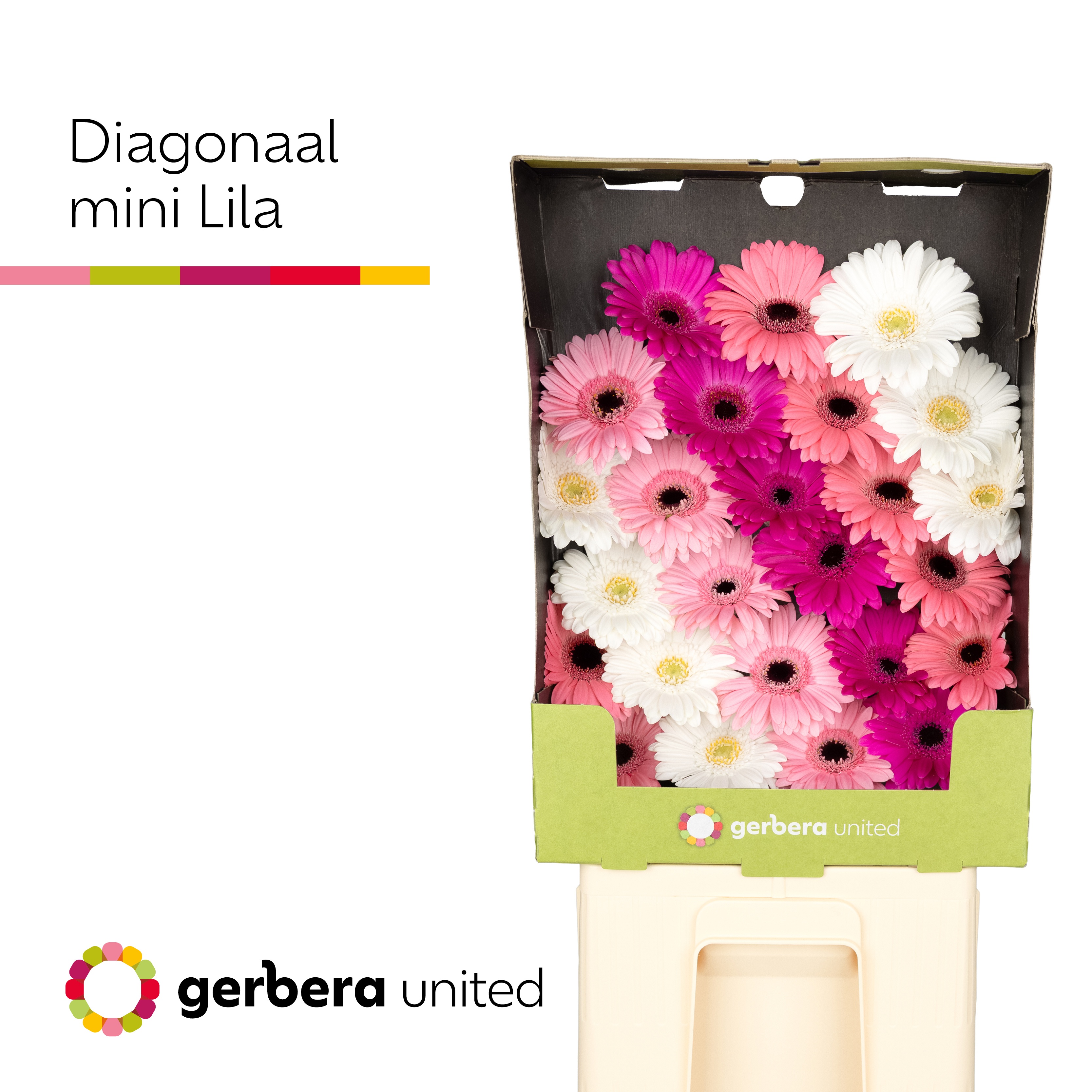 Ge Mi Diagonaal Gem