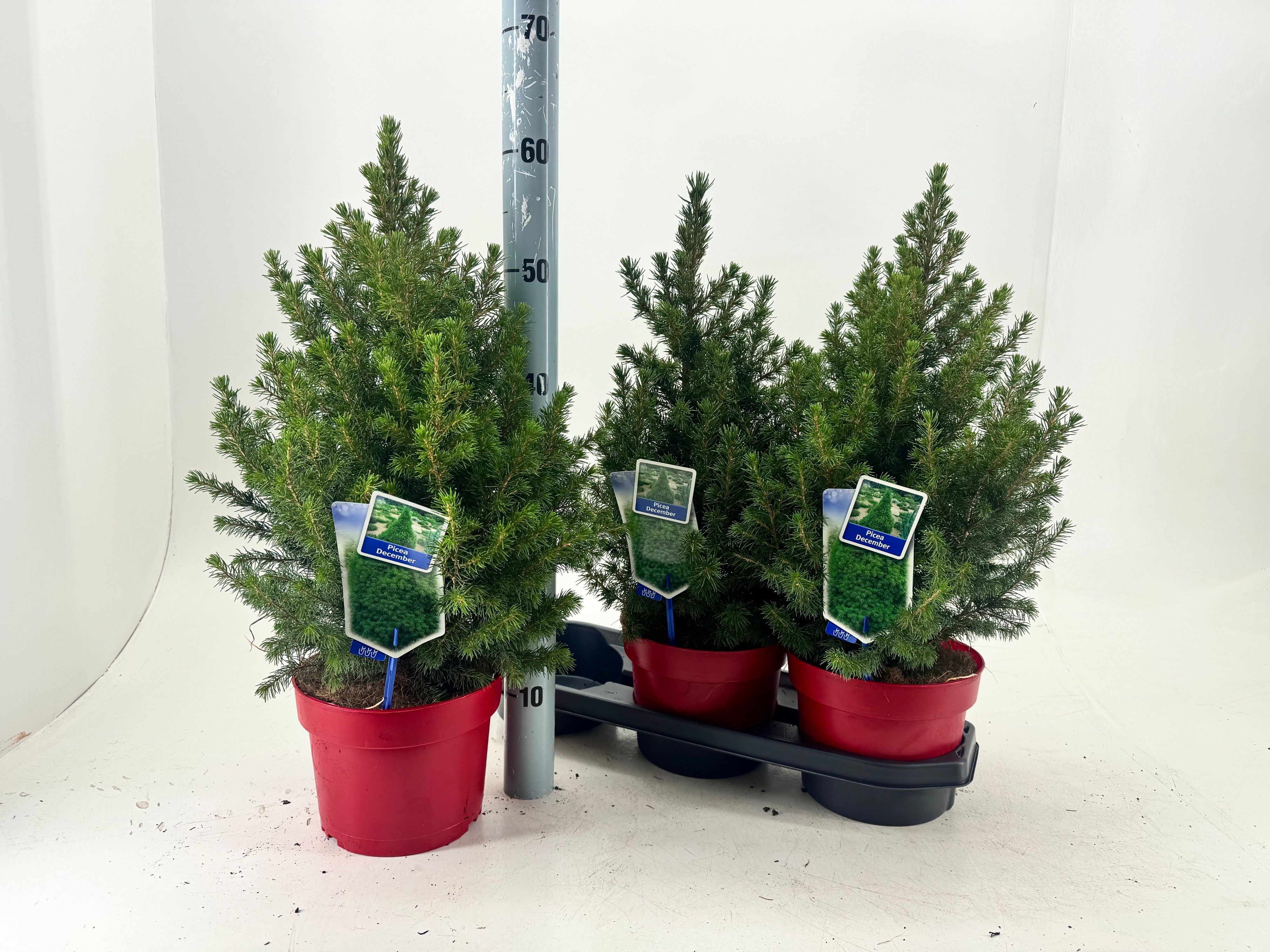 Picea Gl December 19Ø 60cm