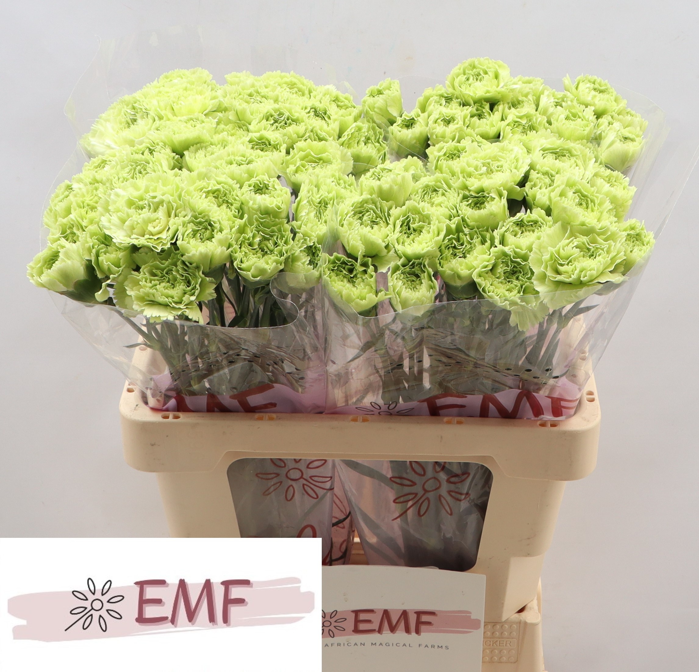Dianthus St New York 60cm