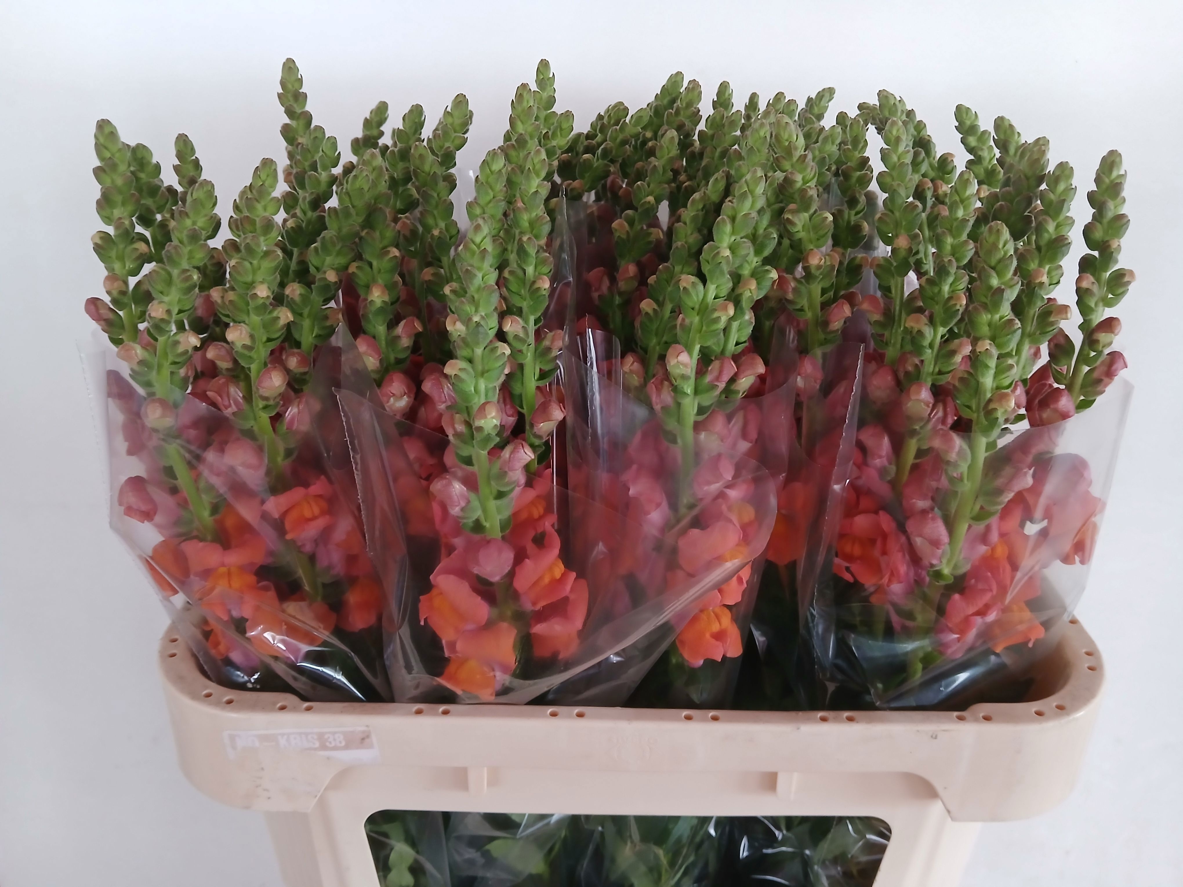 Antirrhinum Avignon Dark Orange 70cm