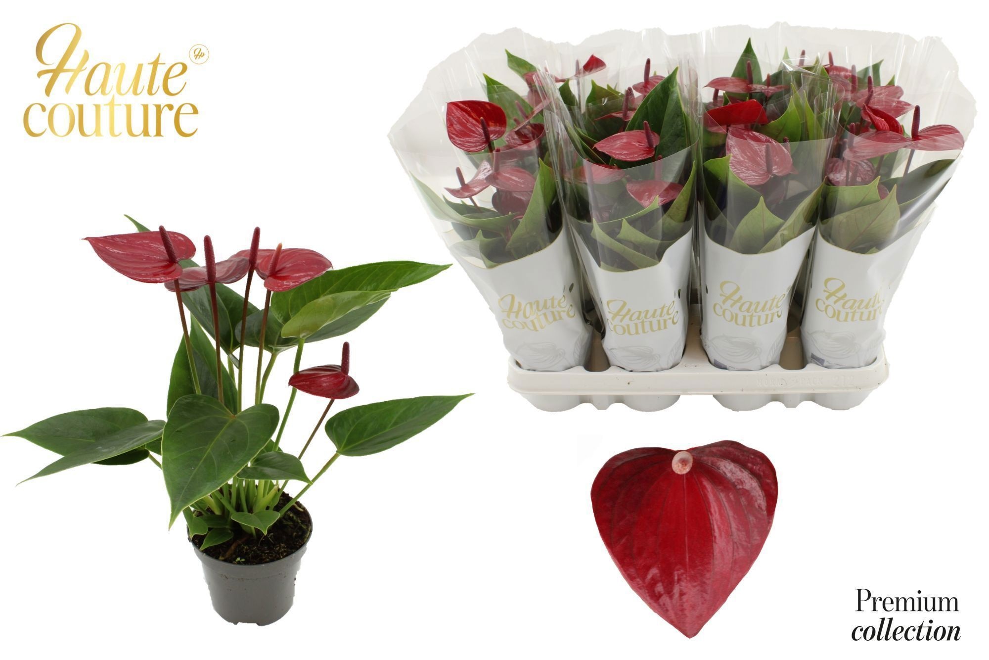 Anthurium 9 Cm Embracio In Haute Couture Sleeve