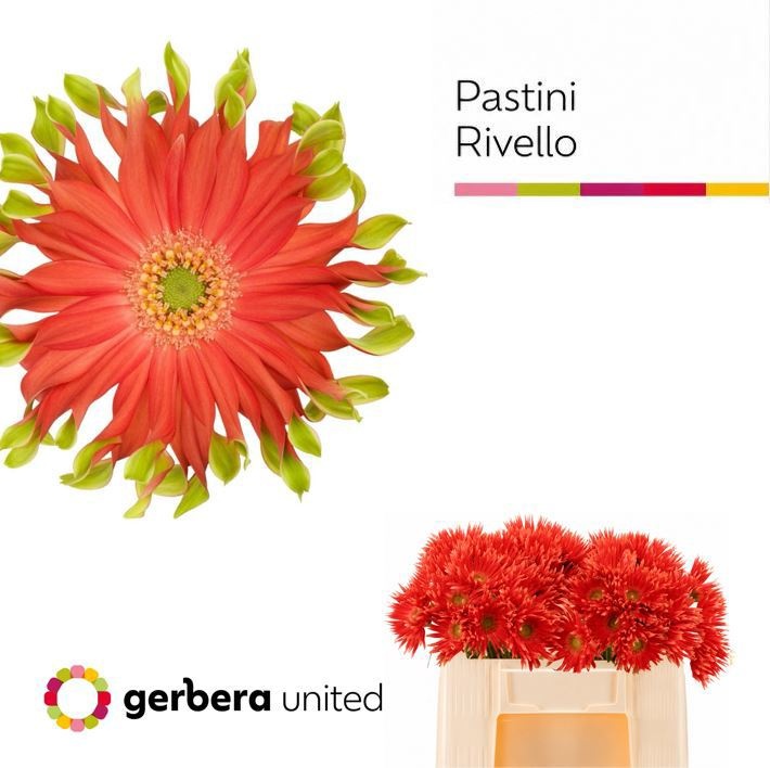 Ge Kv Pastini Rivell