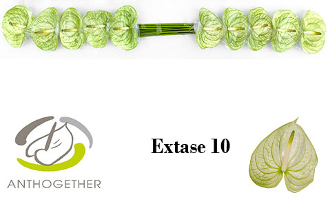 Anth A Extase