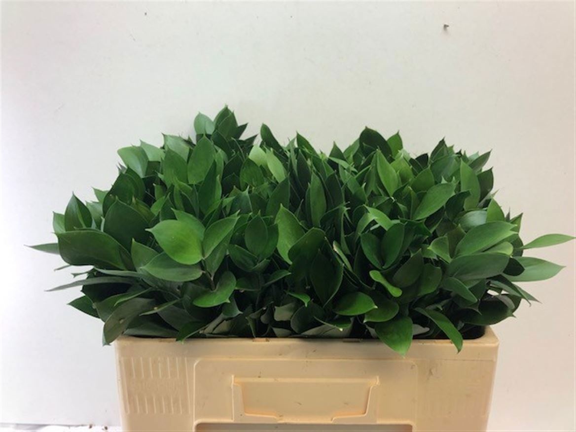 Ruscus Hypophyllum 50L.cm