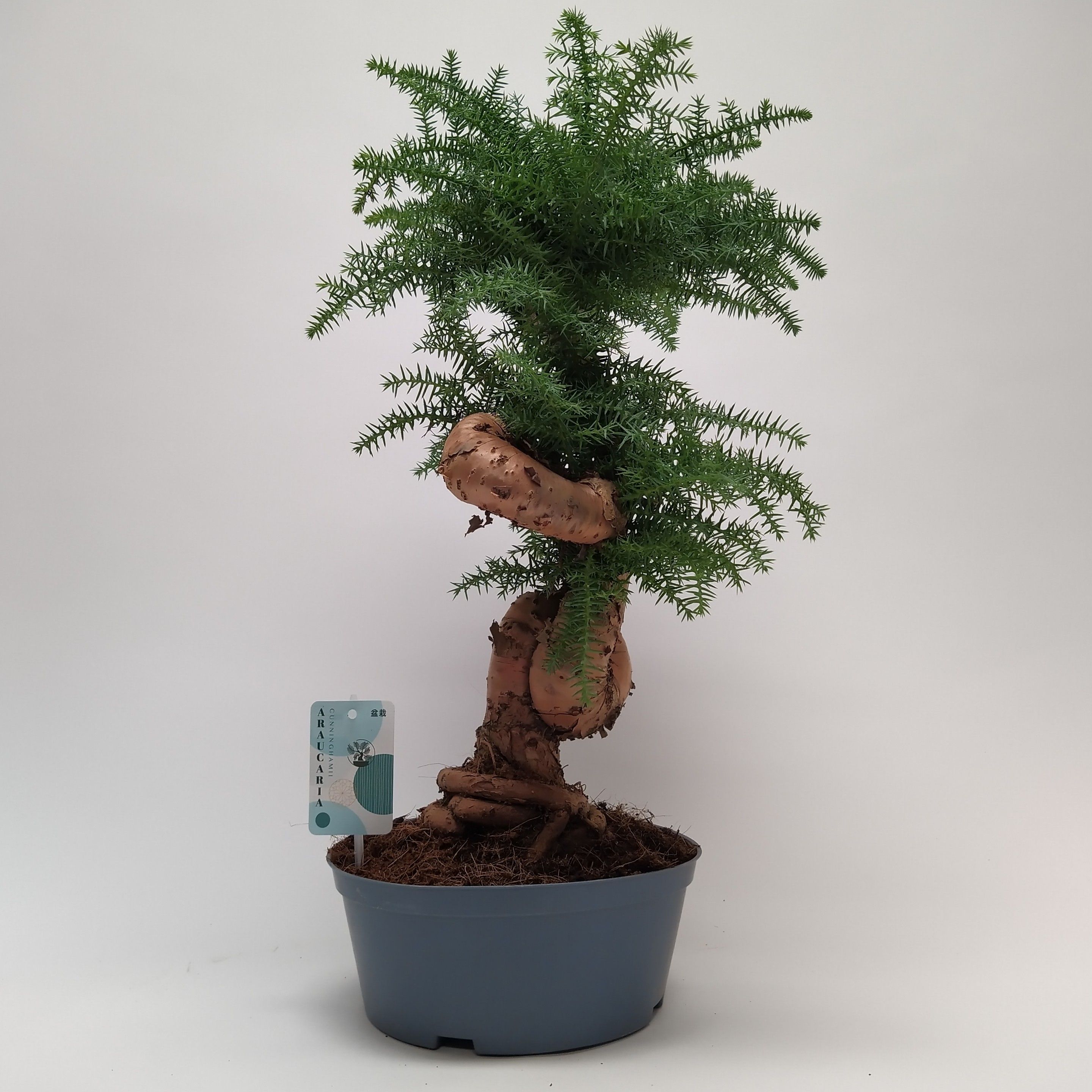 Araucaria Cunninghamii Bonsai | OZ Planten