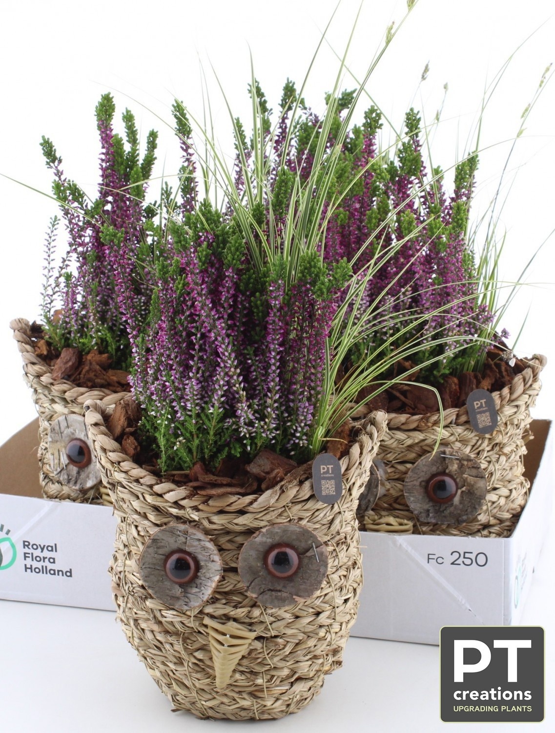 Arr Tuinplanten 19P 38cm 22bloei