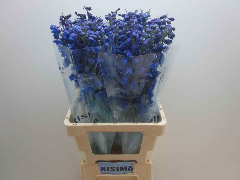 Delphinium Single Sea Waltz 70cm