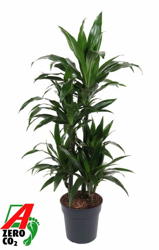 Picture of Dracaena Janet Craig 60-carrousel P24 110cm (LOOSE)