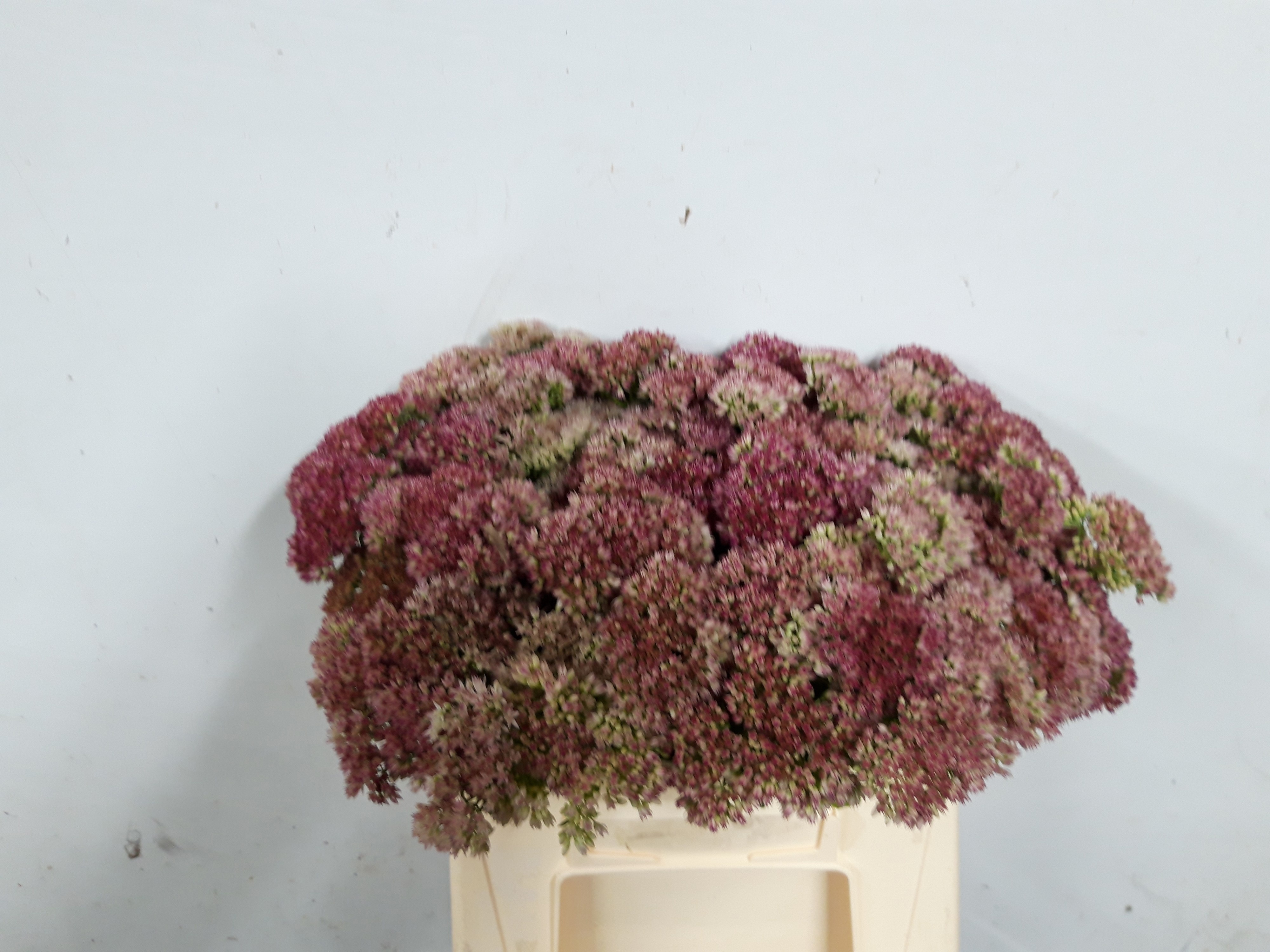Sedum Spect Pink 40cm