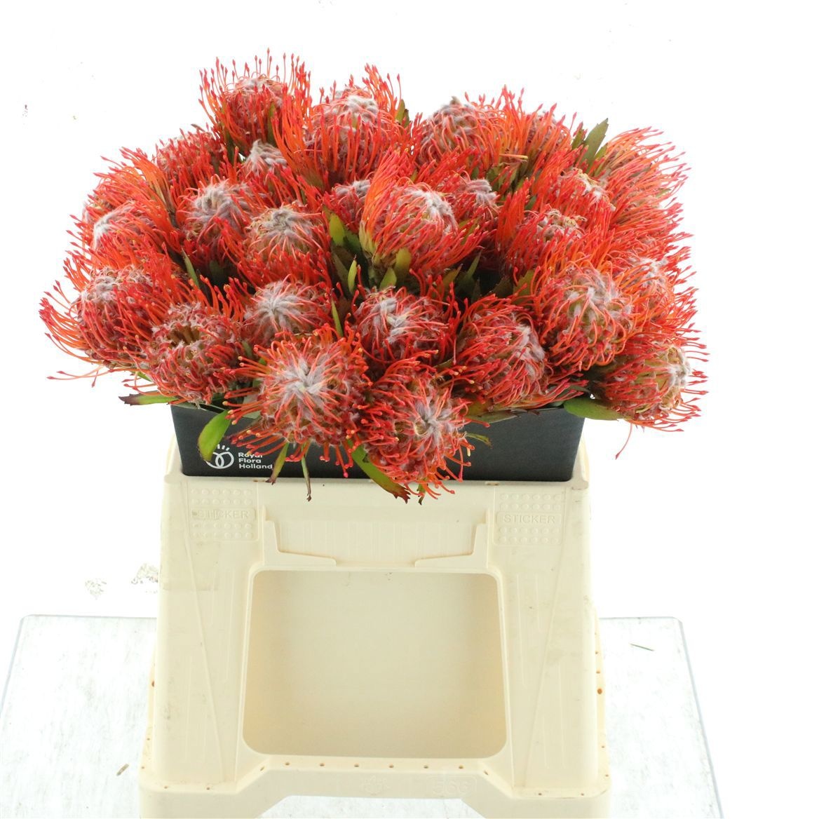 Leucospermum Tango 40cm