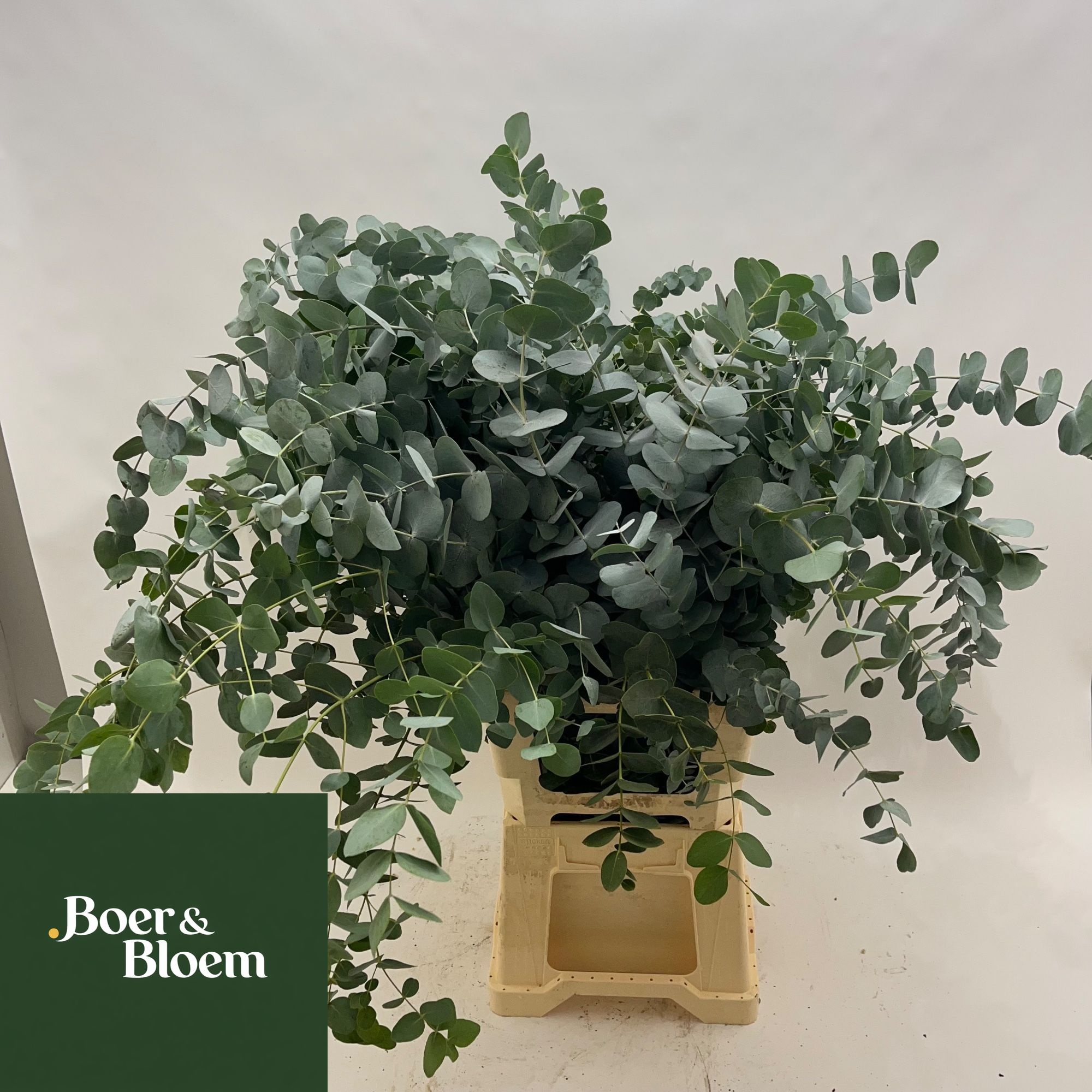 Euc Cinerea Per Bos 90L.cm 475gram