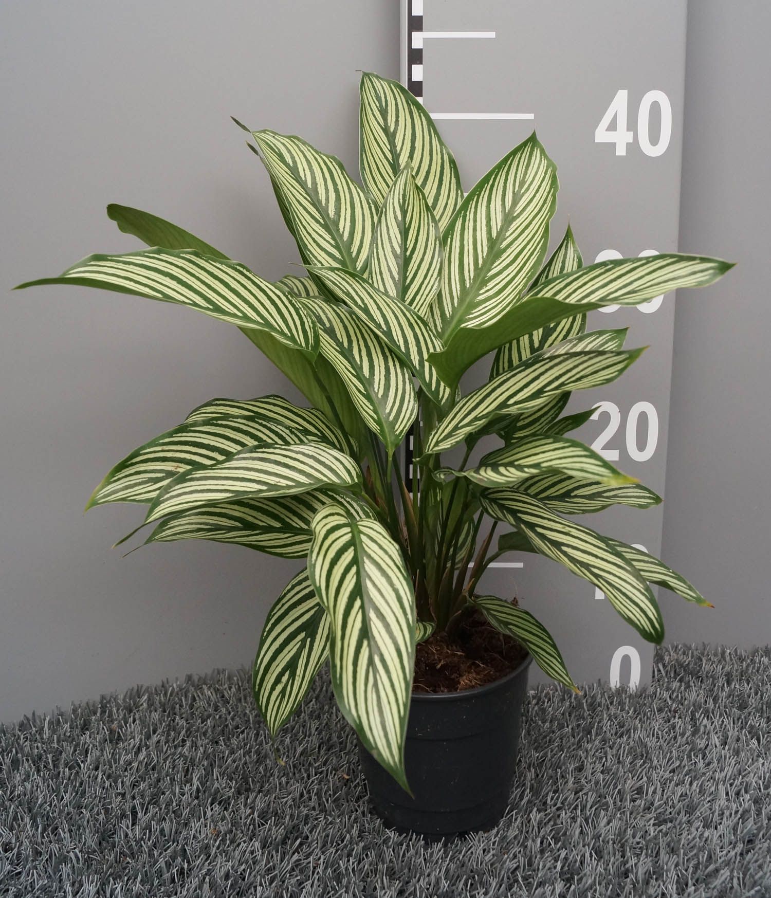 dracena white stripe Dracaena deremensis 'White Stripe'- 25cm pot